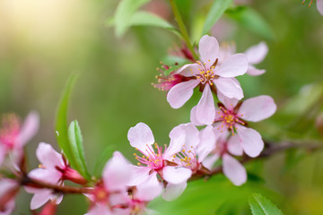 Obraz premium Flowering pink almond close up
