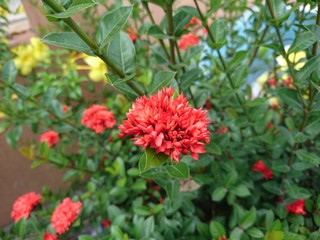 red flowers in the garden