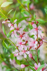 Flowering pink almond close up