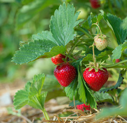 Fraisier