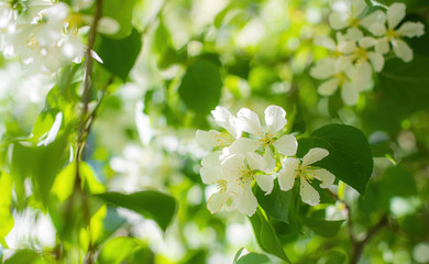 Branch of a blossoming apple tree