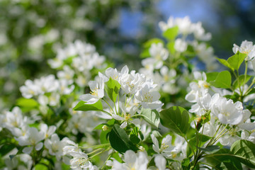 Branch of a blossoming apple tree