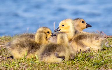 Goslings are enjoying springtime on green grass