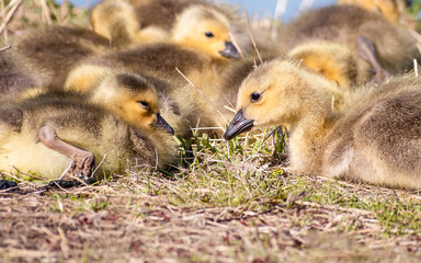 Goslings are enjoying springtime on green grass