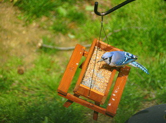 Fototapeta na wymiar A bluejay eating seeds on a wooden picnic table bird feeder