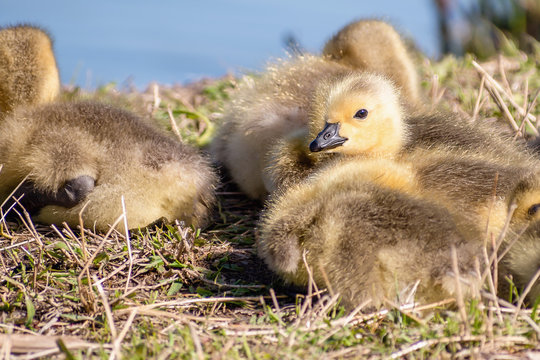 Goslings are enjoying springtime on green grass