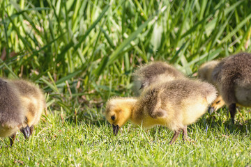 Goslings are enjoying springtime on green grass