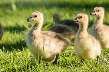 Goslings are enjoying springtime on green grass