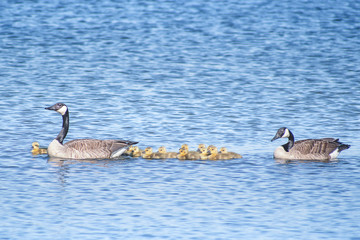 Geese and goslings are enjoying springtime on water