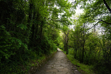 Old path way between trees in the forest near Madara, Bulgaria. Beautiful spring landscape