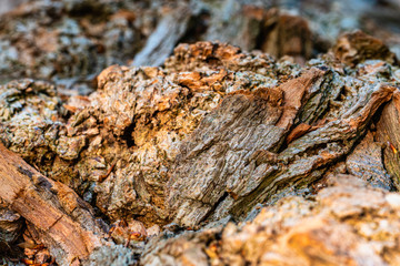 Borke eines Baumes im Detail
