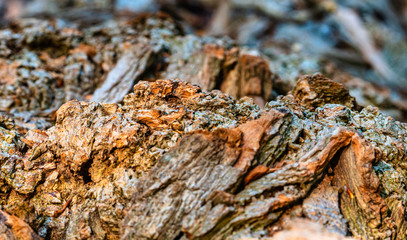 Borke eines Baumes im Detail