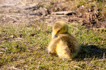 Goslings are enjoying springtime on green grass