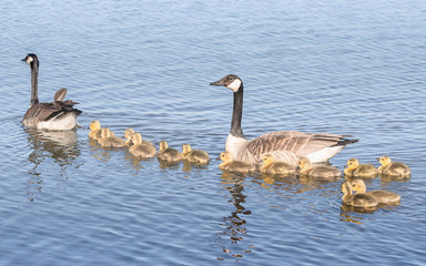 Geese and goslings are enjoying springtime on water