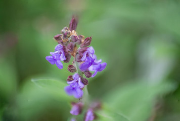 Sage or Salvia officinalis in the garden, blue flower blooming in the spring, nature outdoors, herbal plant for tea, selective focus