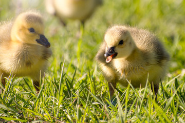 Goslings are enjoying springtime on green grass