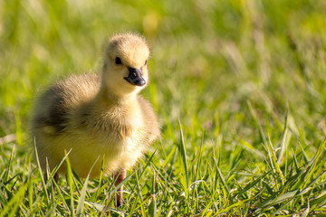 Goslings are enjoying springtime on green grass
