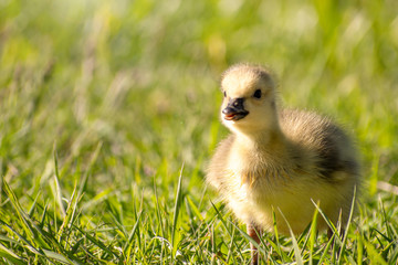 Goslings are enjoying springtime on green grass