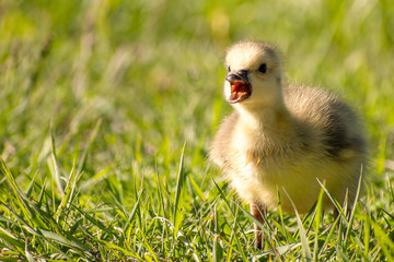 Goslings are enjoying springtime on green grass