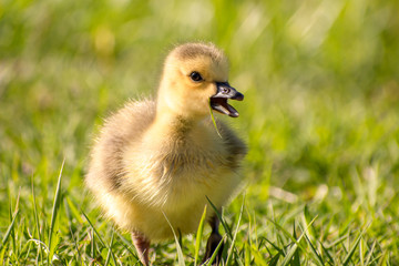 Goslings are enjoying springtime on green grass
