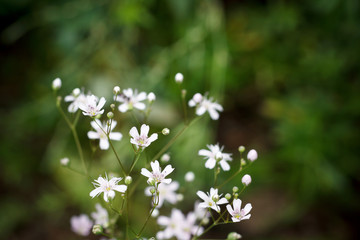 Gypsophila paniculata blooms in the summer garden. Beautiful floral background with little white flowers. Selective focus. Close-up.