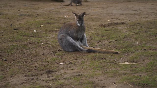 The Gray Kangaroo Sits On Its Muscular Tail. 4K 50fps Close-Up Footage