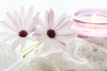 Fototapeta na wymiar Purple White Daisies and purple candle on dreamy background. Still life for Mothers Day and Valentines Day