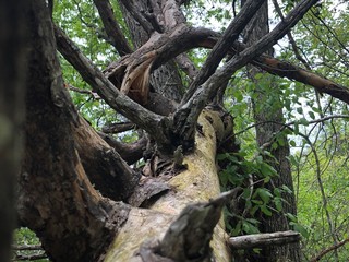 old tree trunk