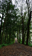 footpath in the woods