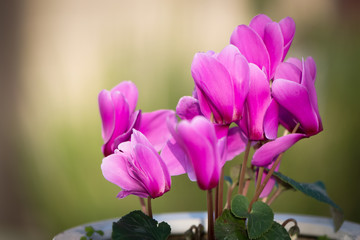 pink cyclamen flower on blurred green background