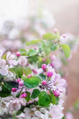 Apple tree branches with pink blossoms in spring