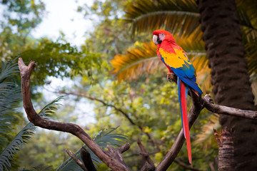 Scarlet Macaw, Scientific name, Ara Macao. Beautiful and colorful plumage