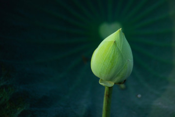 Bouquet of fresh lotus buds in a pool in Buriram Province, Thailand