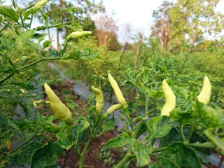 Green chili in the garden