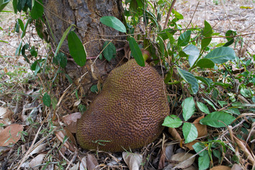 Asian summer fruits named Jackfruit scientific name Artocarpus heterophyllus hanging on jackfruit...