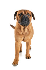 bullmastiff in studio