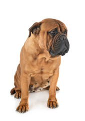 bullmastiff in studio