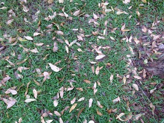 green grass and leaves