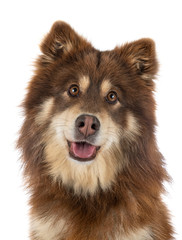 Finnish Lapphund in studio