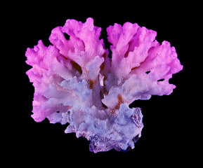 Coral isolated on black background © Dmitry