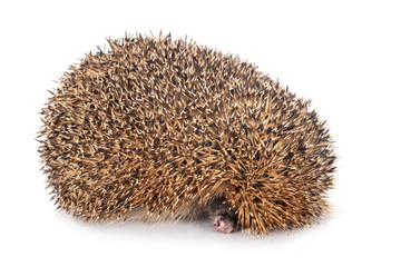 Obraz premium European hedgehog in studio