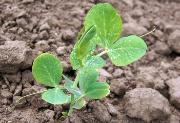 Sprouts of Pea plant in early spring