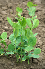 Sprouts of Pea plant in early spring