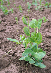 Sprouts of Pea plant in early spring