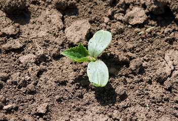 Cucumber seedlings on a vegetable bed