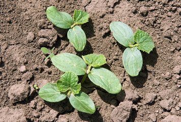 Cucumber seedlings on a vegetable bed