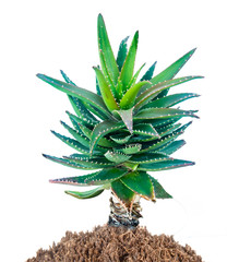 Aloe isolated on white background