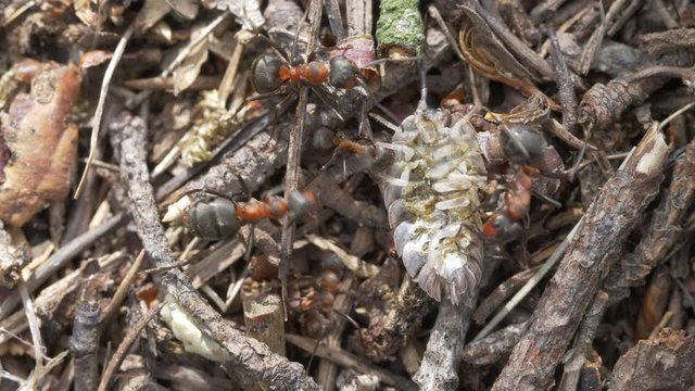Ants eating an insect, close up footage