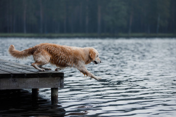 Fototapeta premium The dog is playing in water. Golden retriever in the water, on nature. Pet for a walk