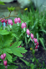 Flower Broken heart heart of Jeanette . Blooming Bush in the garden. The Bleeding Heart Dicentra .